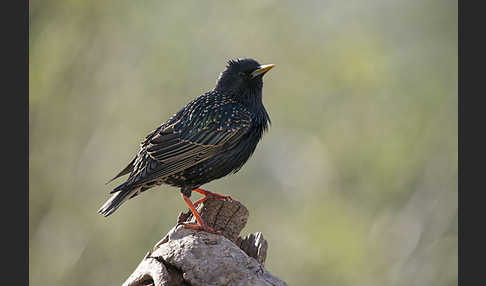 Star (Sturnus vulgaris)