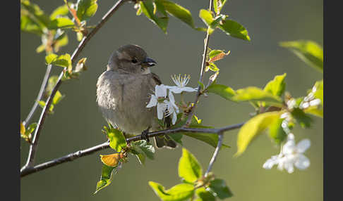 Haussperling (Passer domesticus)