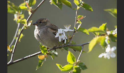 Haussperling (Passer domesticus)