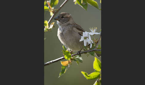 Haussperling (Passer domesticus)