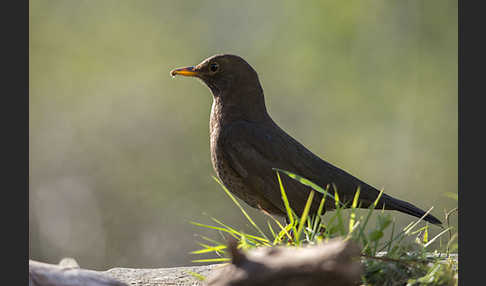 Amsel (Turdus merula)