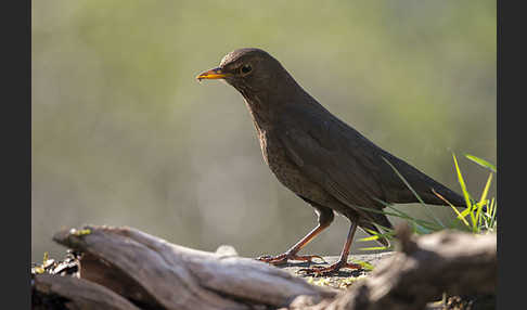 Amsel (Turdus merula)