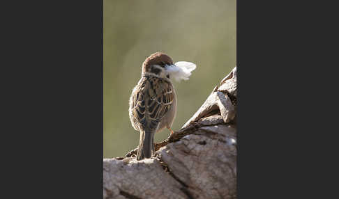 Feldsperling (Passer montanus)