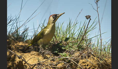 Grünspecht (Picus viridis)