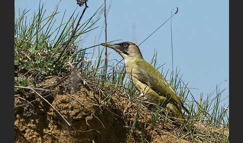 Grünspecht (Picus viridis)