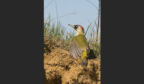 Grünspecht (Picus viridis)