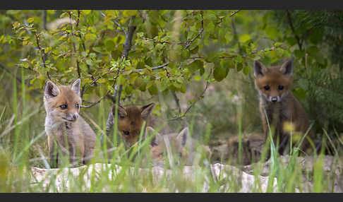 Rotfuchs (Vulpes vulpes)