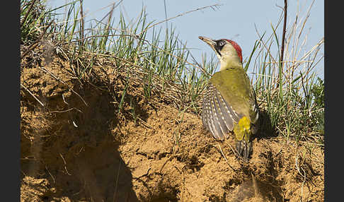 Grünspecht (Picus viridis)