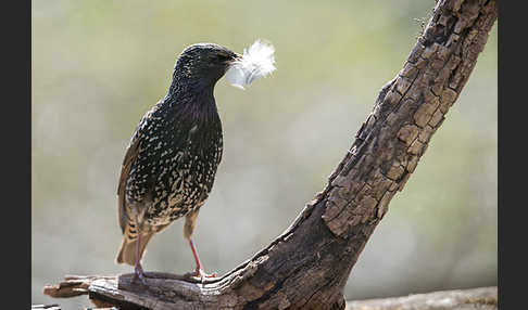 Star (Sturnus vulgaris)