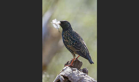 Star (Sturnus vulgaris)