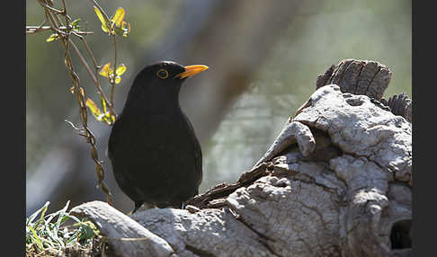 Amsel (Turdus merula)