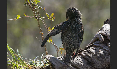 Star (Sturnus vulgaris)