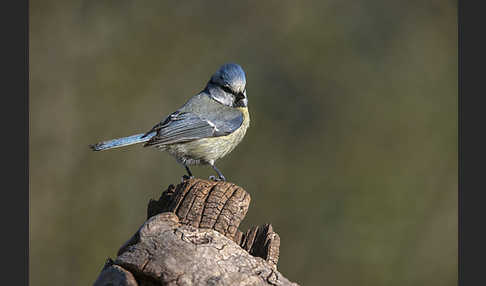 Blaumeise (Parus caeruleus)