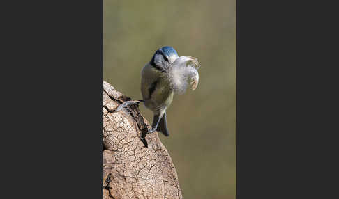 Blaumeise (Parus caeruleus)