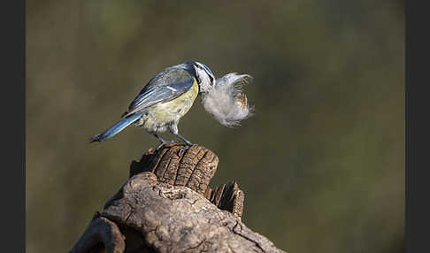 Blaumeise (Parus caeruleus)