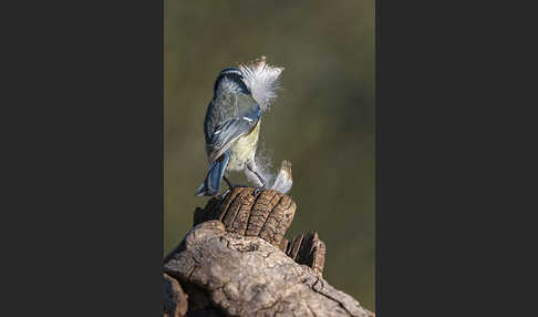 Blaumeise (Parus caeruleus)