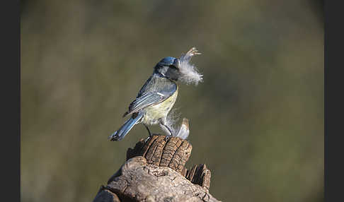 Blaumeise (Parus caeruleus)