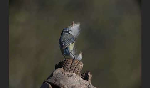 Blaumeise (Parus caeruleus)