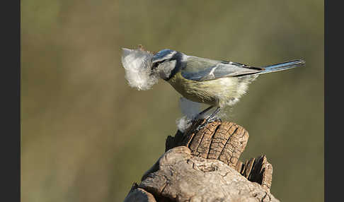 Blaumeise (Parus caeruleus)