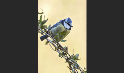 Blaumeise (Parus caeruleus)