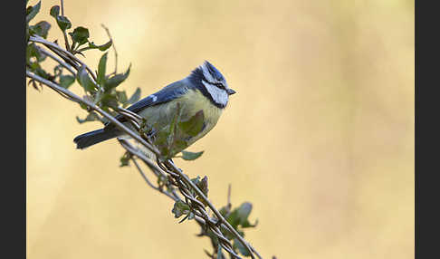 Blaumeise (Parus caeruleus)