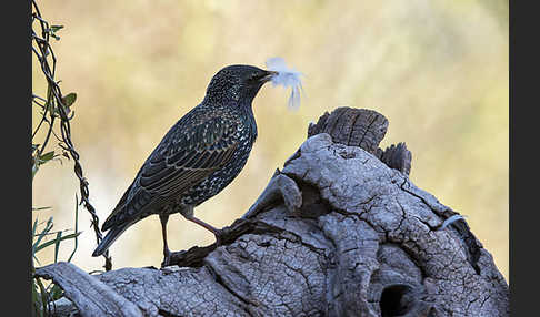 Star (Sturnus vulgaris)