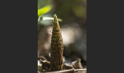 Riesen-Schachtelhalm (Equisetum telmateia)