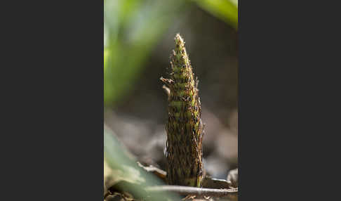 Riesen-Schachtelhalm (Equisetum telmateia)