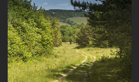 Thüringen (Thuringia)