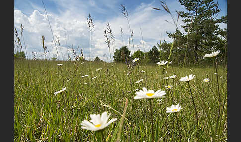 Thüringen (Thuringia)