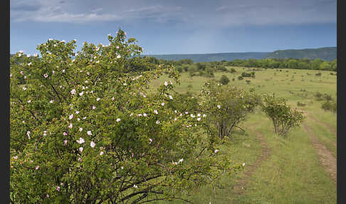 Thüringen (Thuringia)