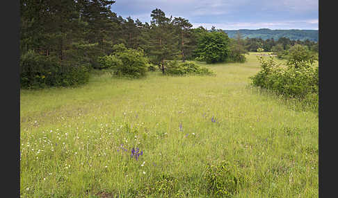 Thüringen (Thuringia)