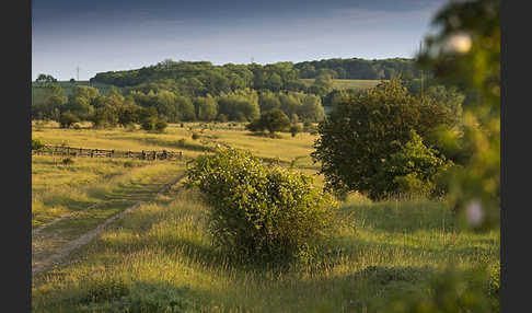 Thüringen (Thuringia)