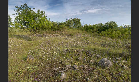 Thüringen (Thuringia)