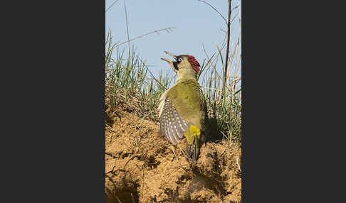 Grünspecht (Picus viridis)