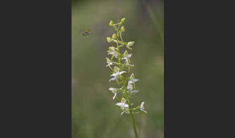 Berg-Waldhyazinthe (Platanthera chlorantha)