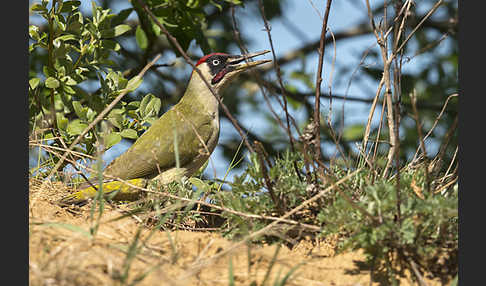 Grünspecht (Picus viridis)