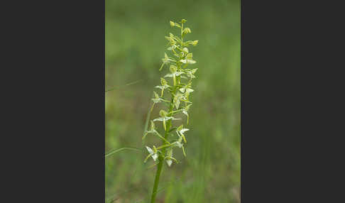 Berg-Waldhyazinthe (Platanthera chlorantha)