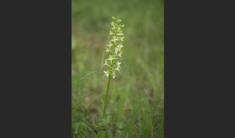 Berg-Waldhyazinthe (Platanthera chlorantha)