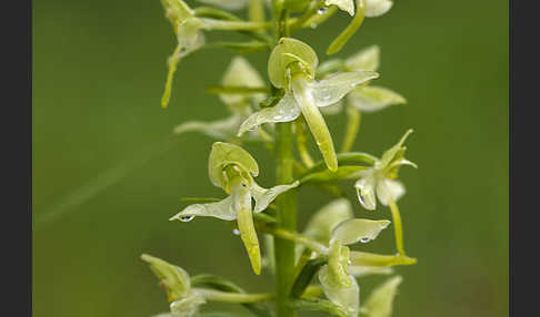 Berg-Waldhyazinthe (Platanthera chlorantha)