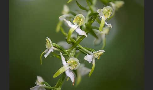 Berg-Waldhyazinthe (Platanthera chlorantha)