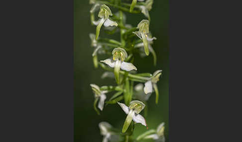 Berg-Waldhyazinthe (Platanthera chlorantha)