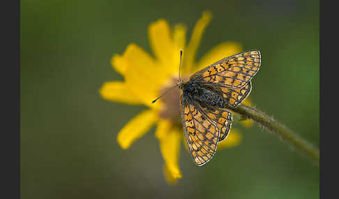 Abbiß-Scheckenfalter (Eurodryas aurinia)