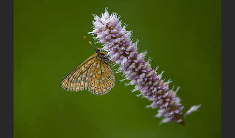 Abbiß-Scheckenfalter (Eurodryas aurinia)