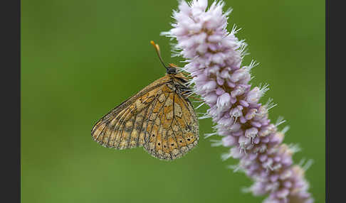 Abbiß-Scheckenfalter (Eurodryas aurinia)