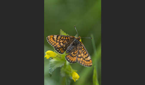 Abbiß-Scheckenfalter (Eurodryas aurinia)