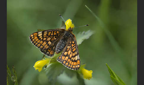 Abbiß-Scheckenfalter (Eurodryas aurinia)