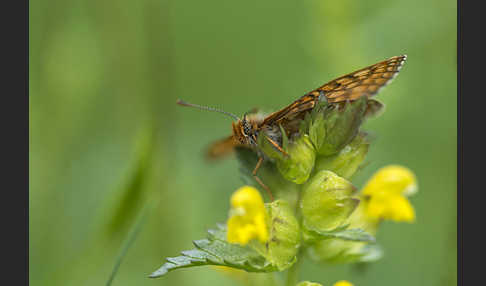 Abbiß-Scheckenfalter (Eurodryas aurinia)