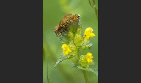 Abbiß-Scheckenfalter (Eurodryas aurinia)