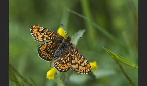 Abbiß-Scheckenfalter (Eurodryas aurinia)